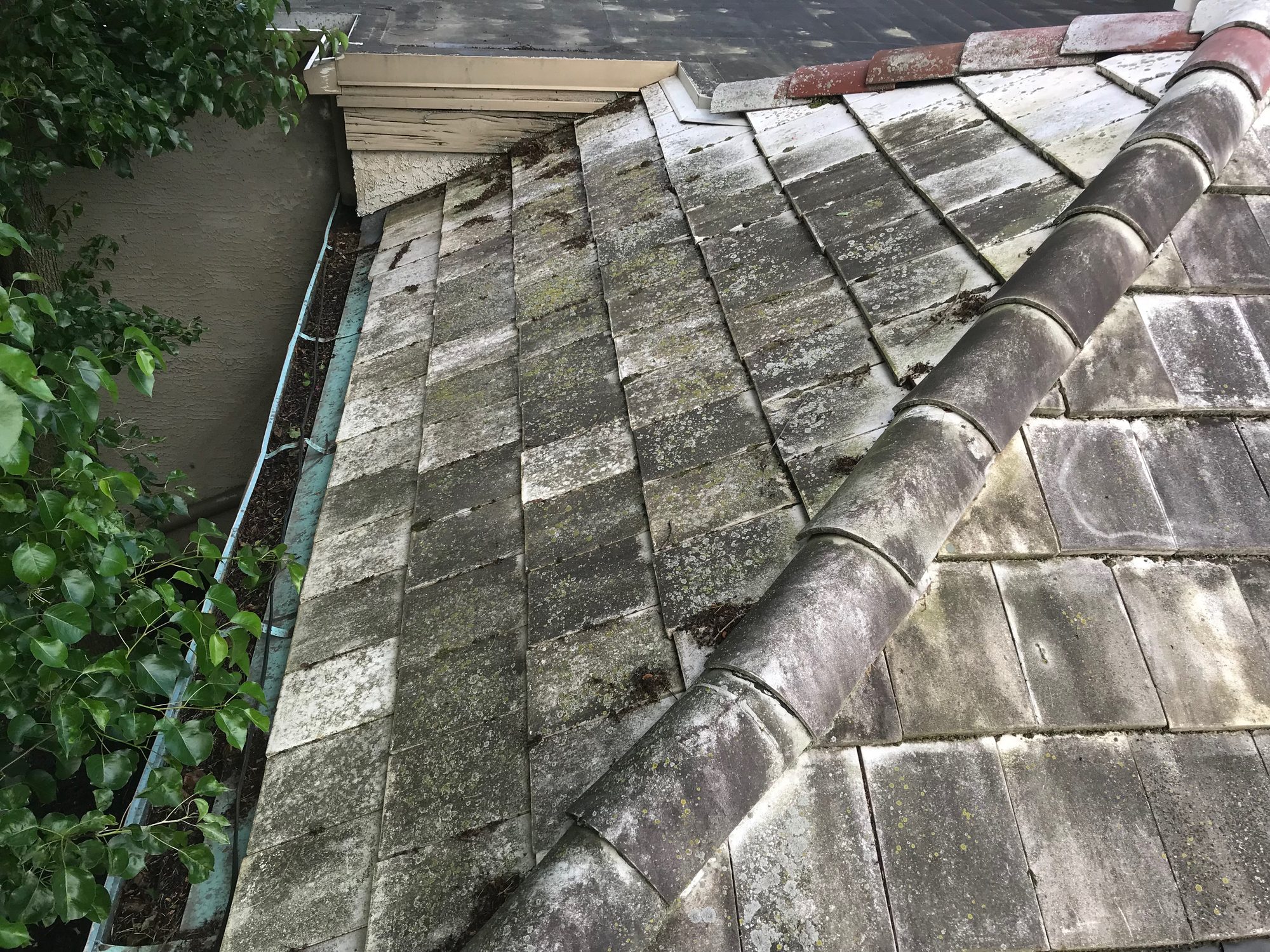Close up of tile roof in Bexley with black algae streaks before Forza roof cleaning