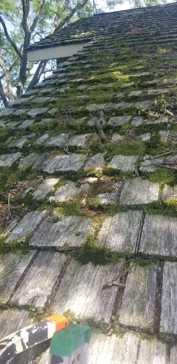 Cedar shake roof with moss