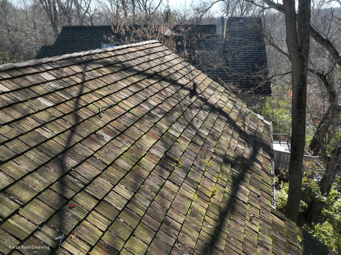 Before cedar roof cleaning - close-up of ridge line showing thick green moss growth between cedar shakes in Muirfield Village Dublin Ohio