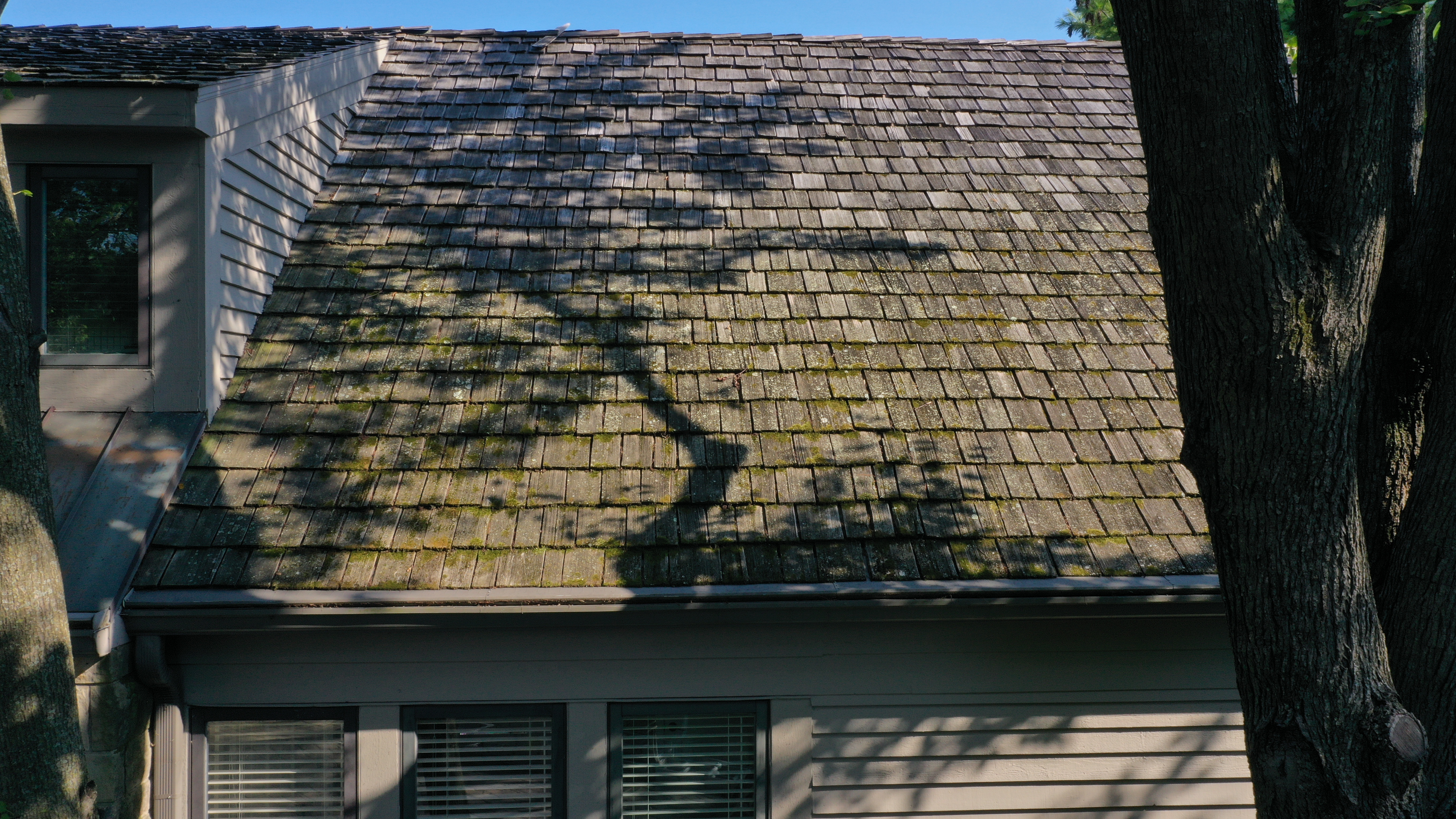 Close-up of thick moss growth on a cedar roof in Dublin, Ohio before Forza treatment