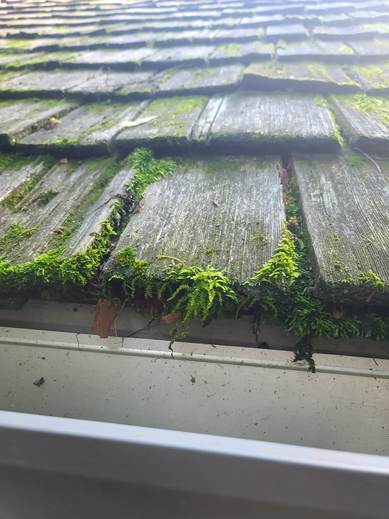 Before: Heavy green moss hanging over gutter edge on cedar shake roof, The Quarry Dublin Ohio