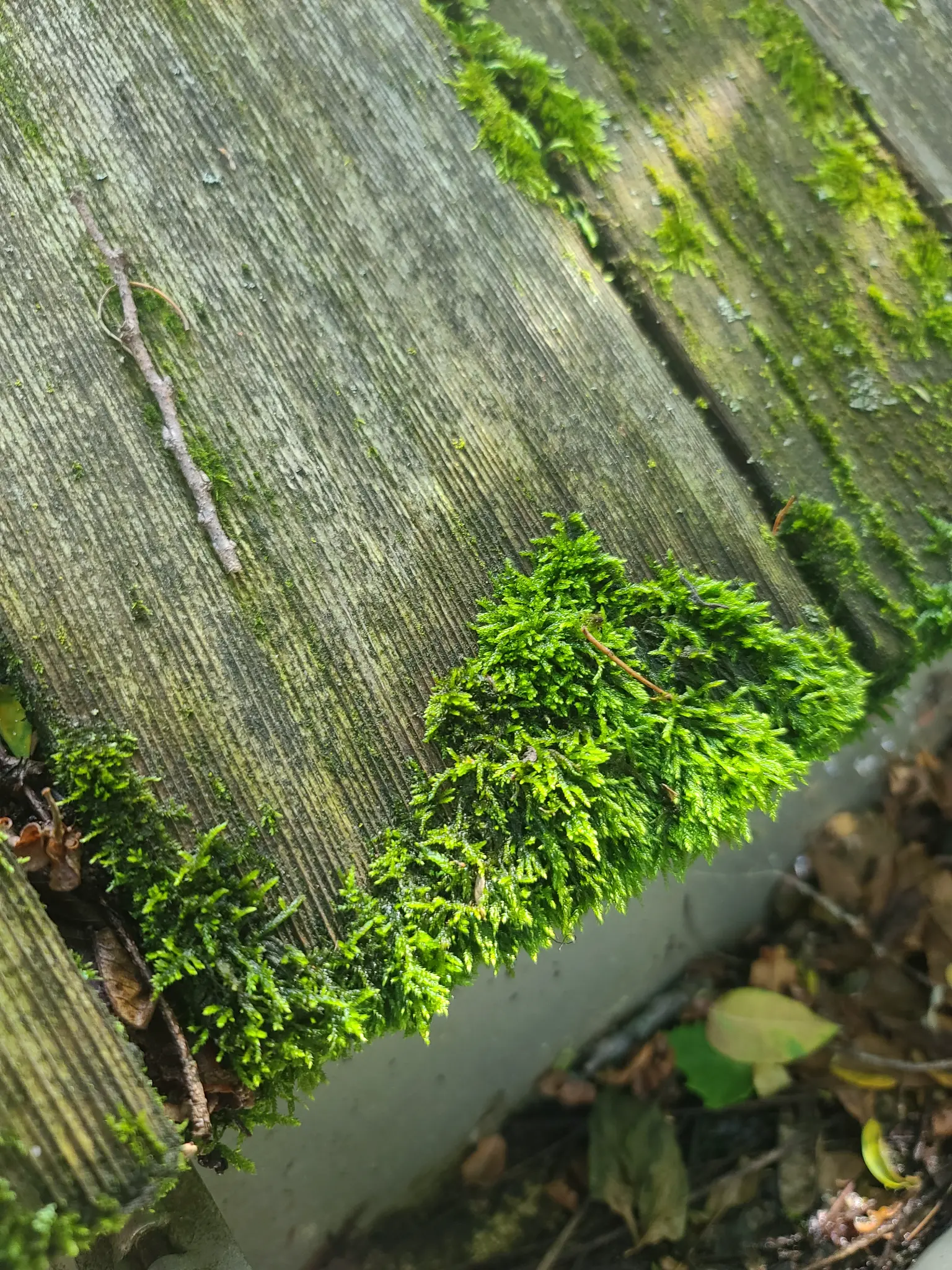 Before: Extreme close-up of green moss rooted into cedar shake wood fibers, The Quarry Dublin Ohio