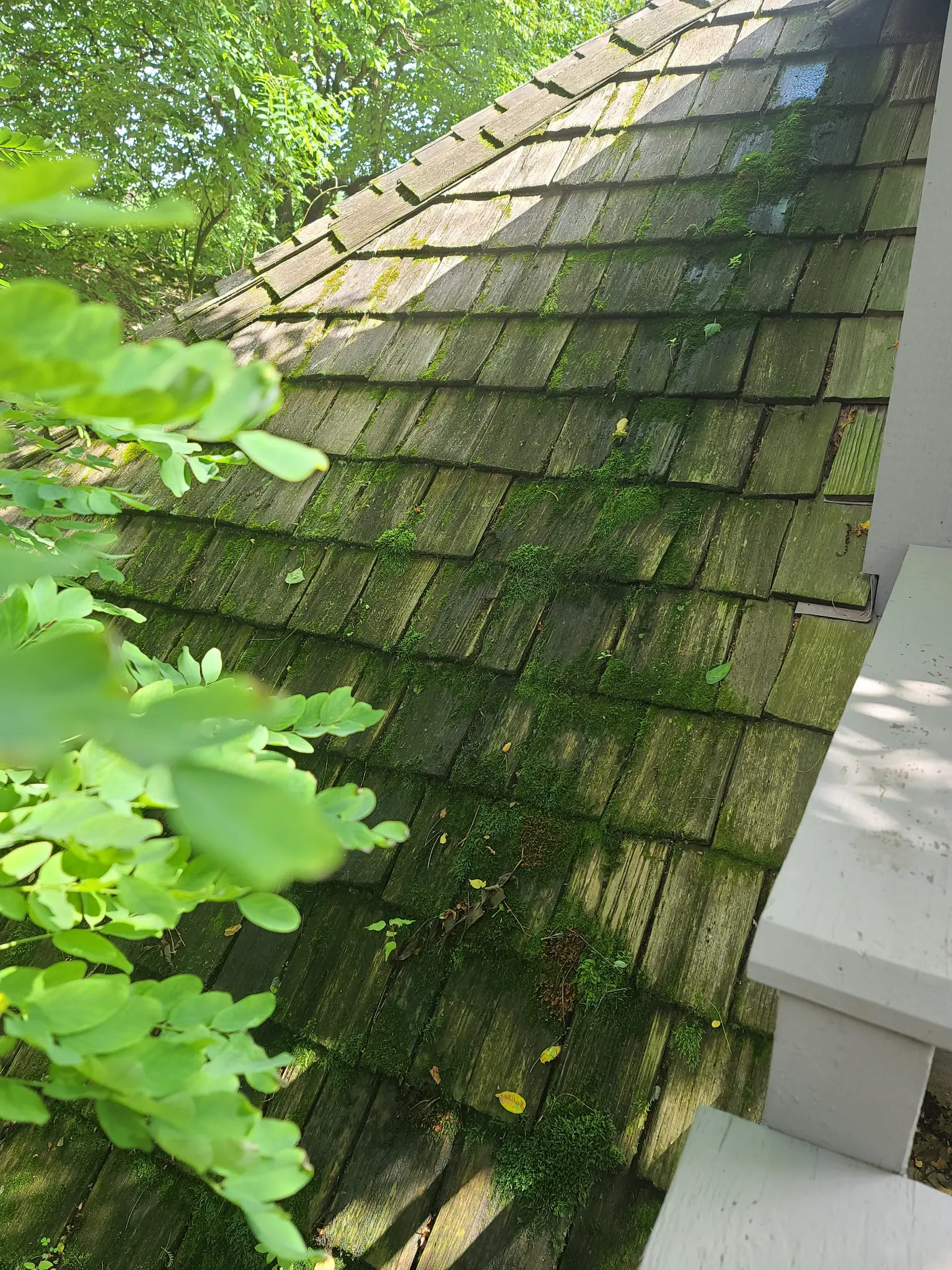 Before: Side view of porch roof slope with moss on cedar shakes, ravine vegetation visible, The Quarry Dublin Ohio