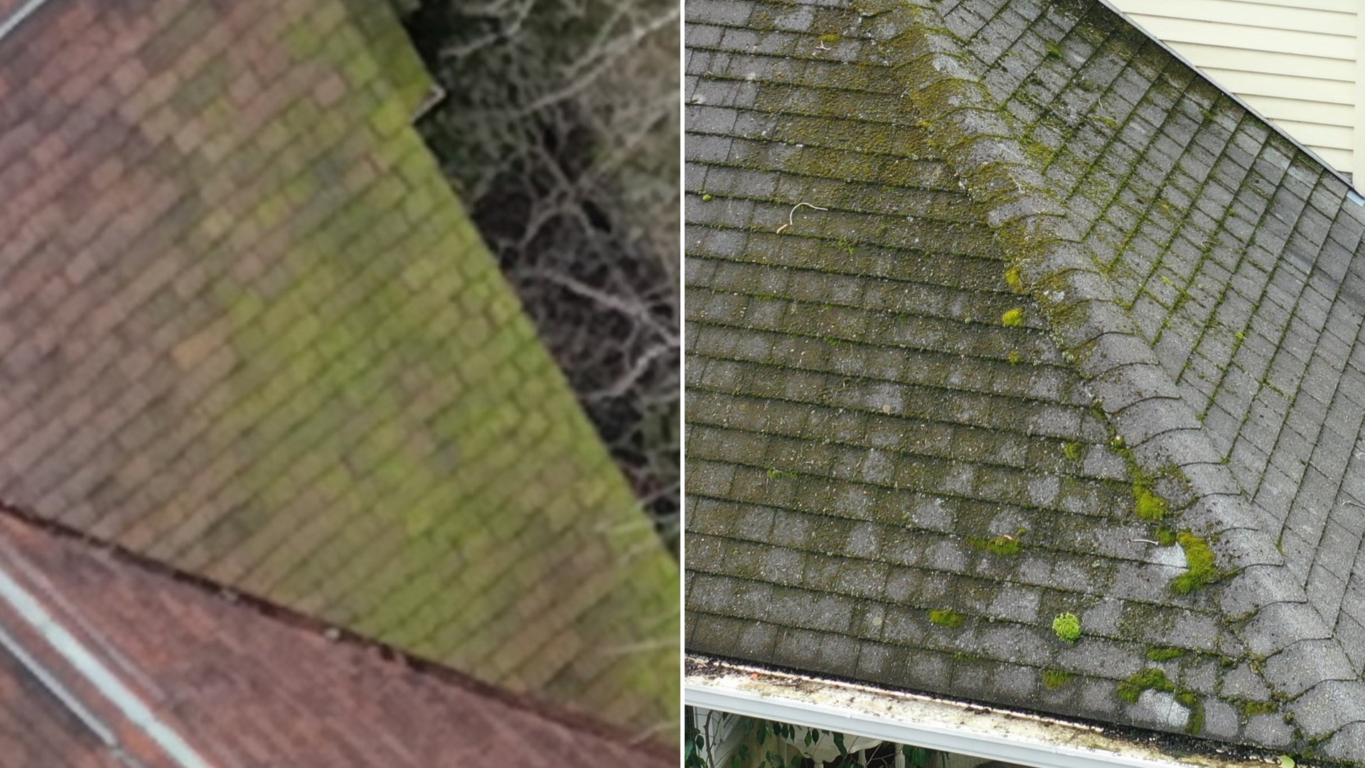 Green algae film on roof