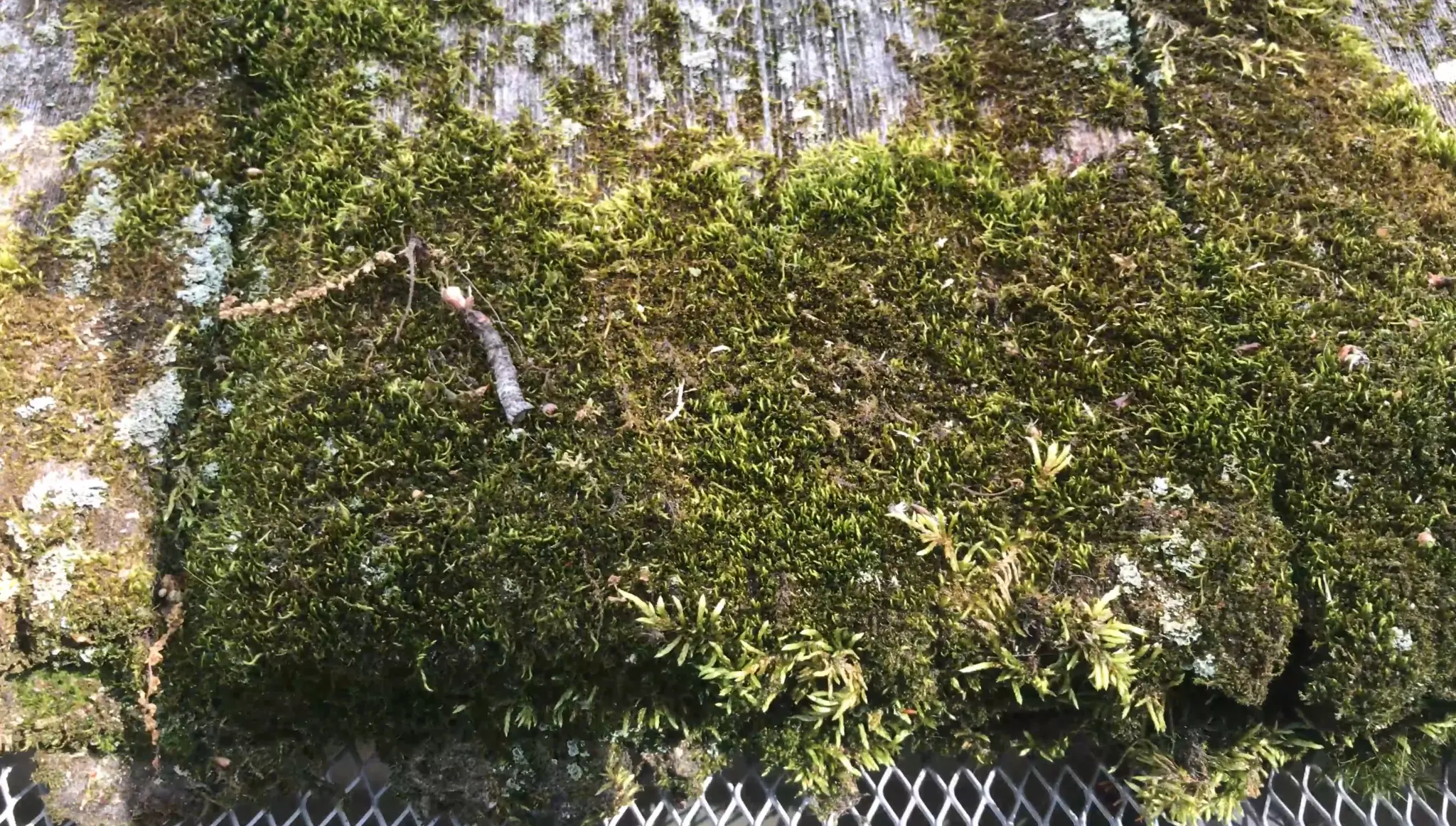 Moss growth on roof