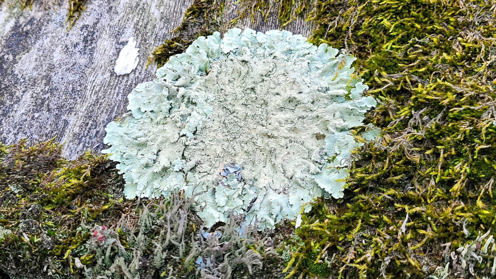 Lichen crust on roof