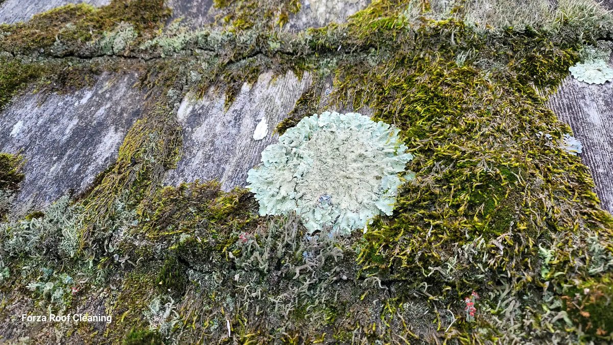 Close-up of lichen and moss growth on a roof showing foliose lichen colony — the type of organic growth Forza specializes in removing