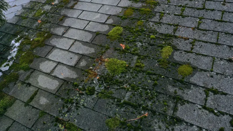 Shingle roof with moss and algae growth
