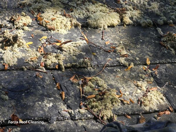 Slate roof with lichen close-up